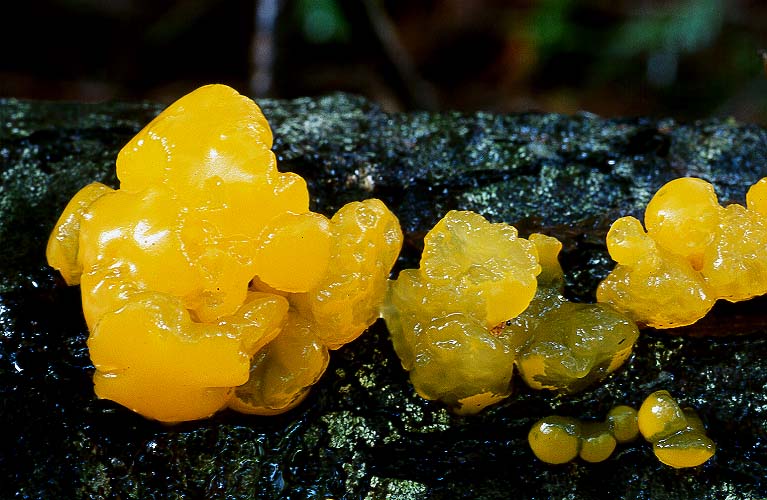 Dacrymyces chrysospermus